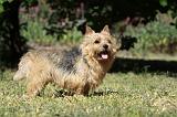 NORWICH TERRIER 064